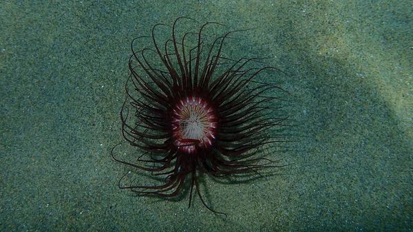 Cylinder Anemone Colored Tube Anemone Cerianthus Membranaceus Undersea Aegean Sea — 图库照片