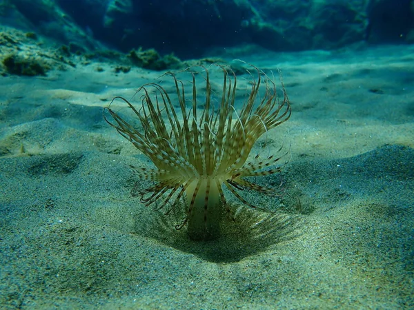 Cylinder Anemone Coloured Tube Anemone Cerianthus Membranaceus Undersea Aegean Sea — Stock Photo, Image