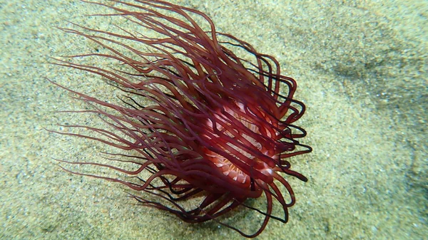 Silindir şakayık ya da renkli tüp şakayık (Cerianthus membranaceus) deniz altı, Ege Denizi, Yunanistan, Halkidiki