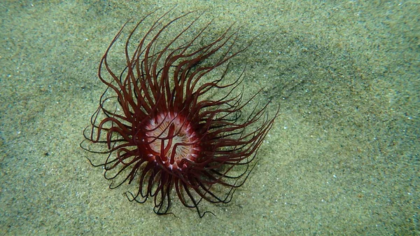 Anemone Cilindro Anemone Tubo Colorato Cerianthus Membranaceus Sottomarino Mar Egeo — Foto Stock