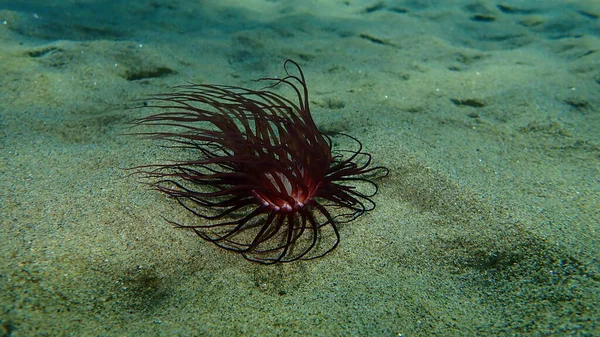 Cylinder Anemone Coloured Tube Anemone Cerianthus Membranaceus Undersea Aegean Sea — Stock Photo, Image