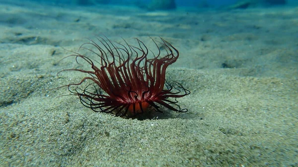 Анемона Циліндра Або Анемона Кольорової Трубки Cerianthus Membranaceus Під Морем — стокове фото