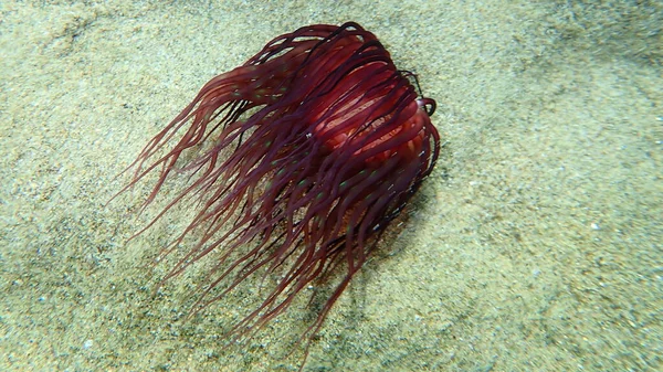 Cylinder Anemone Coloured Tube Anemone Cerianthus Membranaceus Undersea Aegean Sea — Stock Photo, Image