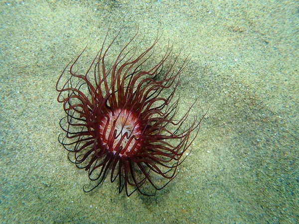 Cylinderanemone Eller Farvet Røranemone Cerianthus Membranaceus Havet Det Ægæiske Hav - Stock-foto
