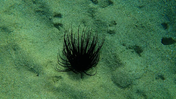 Anémone Cylindrique Anémone Tubulaire Colorée Cerianthus Membranaceus Sous Marine Mer — Photo