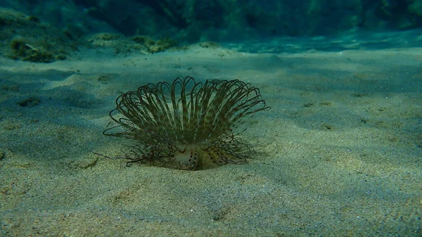 Анемон Цилиндра Цветной Трубчатый Анемон Cerianthus Membranaceus Водой Эгейское Море — стоковое фото