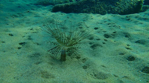 Cylinder Anemone Coloured Tube Anemone Cerianthus Membranaceus Undersea Aegean Sea — Stock Photo, Image