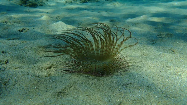 Cylinder Anemone Coloured Tube Anemone Cerianthus Membranaceus Undersea Aegean Sea — Stock Photo, Image