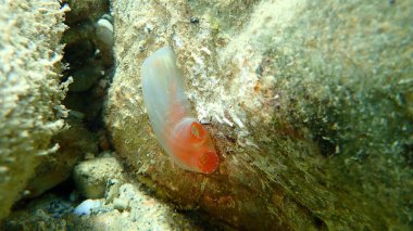 Deniz fıskiyesi Kızıl Ciona (Ciona rulei) denizaltı, Ege Denizi, Yunanistan, Halkidiki