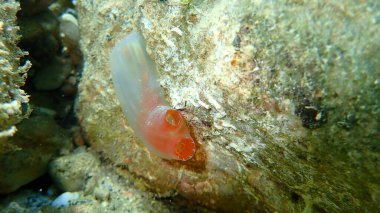 Deniz fıskiyesi Kızıl Ciona (Ciona rulei) denizaltı, Ege Denizi, Yunanistan, Halkidiki
