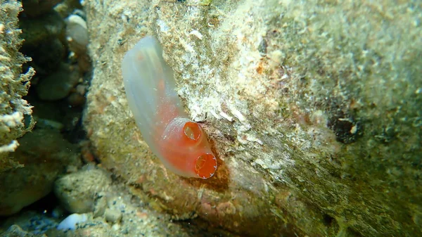 Sea Squirt Red Ciona Ciona Roulei Undersea Aegean Sea Greece — Stock Photo, Image