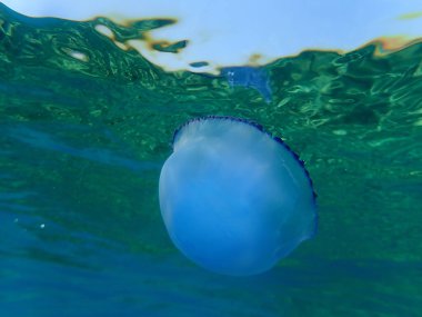 Fıçı denizanası (Rhizostoma pulmo), çöp kutusu kapaklı denizanası veya fırfırlı deniz anası, Ege Denizi, Yunanistan, Halkidiki