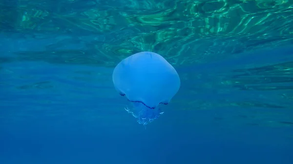 Meduza Baryłkowa Rhizostoma Pulmo Meduza Pokrywą Kurzu Lub Meduza Falbankami — Zdjęcie stockowe