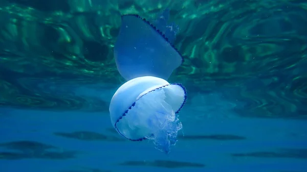 Barrel Jellyfish Rhizostoma Pulmo Dustbin Lid Jellyfish Frilly Mouthed Jellyfish — Stock Photo, Image