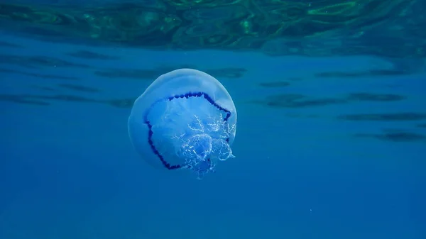 Barrel Jellyfish Rhizostoma Pulmo Dustbin Lid Jellyfish Frilly Mouthed Jellyfish — Stock Photo, Image