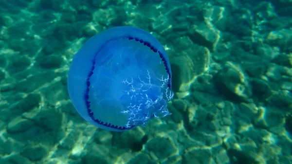 Barrel Jellyfish Rhizostoma Pulmo Dustbin Lid Jellyfish Frilly Mouth Mouth — 图库照片