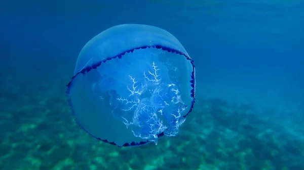 해파리 Rhizostoma Pulmo 더스틴 해파리 Dustbin Lid Jellyfish 주름이 해파리 — 스톡 사진