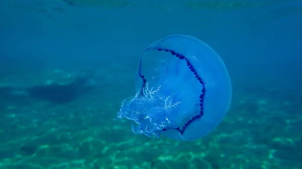 Barrel Jellyfish Rhizostoma Pulmo Dustbin Lid Jellyfish Frilly Mouth Mouth — 图库照片