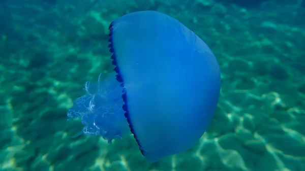 Barrel Jellyfish Rhizostoma Pulmo Dustbin Lid Jellyfish Frilly Mouth Mouth — 图库照片