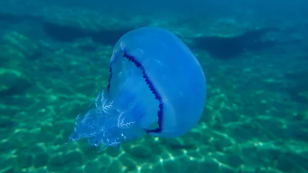 Barrel Jellyfish Rhizostoma Pulmo Dustbin Lid Jellyfish Frilly Mouth Mouth — 图库照片