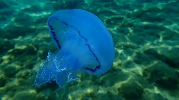 Barrel Jellyfish Rhizostoma Pulmo Dustbin Lid Jellyfish Frilly Mouth Mouth — 图库照片