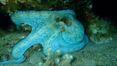 Ortak ahtapot (Octopus vulgaris) denizaltı, Ege Denizi, Yunanistan, Halkidiki