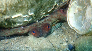 Ortak ahtapot (Octopus vulgaris) denizaltı, Ege Denizi, Yunanistan, Halkidiki