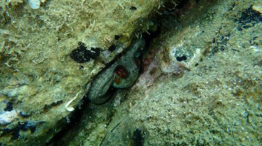 Ortak ahtapot (Octopus vulgaris) denizaltı, Ege Denizi, Yunanistan, Halkidiki
