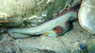Ortak ahtapot (Octopus vulgaris) denizaltı, Ege Denizi, Yunanistan, Halkidiki