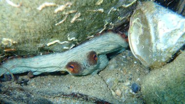 Ortak ahtapot (Octopus vulgaris) denizaltı, Ege Denizi, Yunanistan, Halkidiki