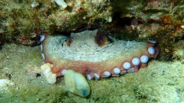 Ortak ahtapot (Octopus vulgaris) denizaltı, Ege Denizi, Yunanistan, Halkidiki