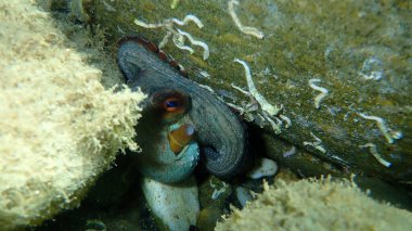 Ortak ahtapot (Octopus vulgaris) denizaltı, Ege Denizi, Yunanistan, Halkidiki