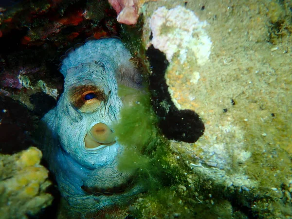 Polvo Comum Octopus Vulgaris Submarino Mar Egeu Grécia Halkidiki — Fotografia de Stock