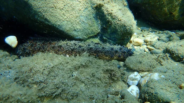 Sea cucumber cotton-spinner or tubular sea cucumber (Holothuria tubulosa) on sea bottom, Aegean Sea, Greece, Halkidiki