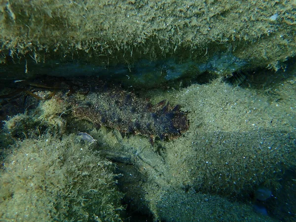 Sea cucumber cotton-spinner or tubular sea cucumber (Holothuria tubulosa) on sea bottom, Aegean Sea, Greece, Halkidiki