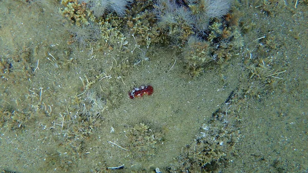 Deniz Salyangozu Kırmızısı Çıplaklık Kırmızı Kahverengi Deri Dori Platydoris Argo — Stok fotoğraf