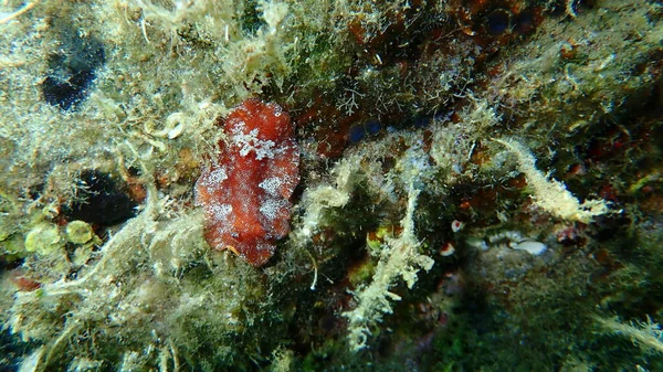 海蛞蝓红褐色的枝条或红褐色的革质背 Platydoris Argo 爱琴海 Halkidiki — 图库照片