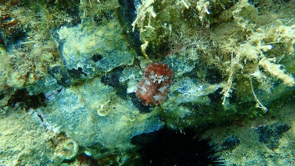 Havssnigel Rödbrun Nudigren Eller Rödbrun Lädersköldpadda Platydoris Argo Havsytan Egeiska — Stockfoto