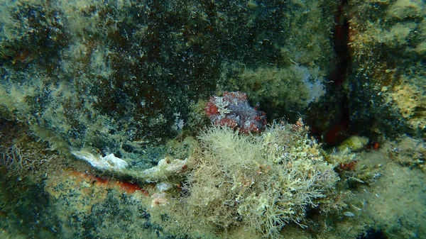 Sea Slug Redbrown Nudibranch Redbrown Leathery Doris Platydoris Argo Undersea — Stock Photo, Image