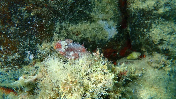 Ślimak Morski Czerwono Brązowy Nudibranch Lub Czerwono Brązowy Skórzany Doris — Zdjęcie stockowe