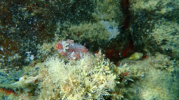 Lesma Mar Nudibranch Marrom Avermelhado Doris Marrom Avermelhado Couro Platydoris — Fotografia de Stock