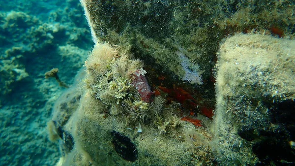 Lesma Mar Nudibranch Marrom Avermelhado Doris Marrom Avermelhado Couro Platydoris — Fotografia de Stock