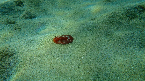 海蛞蝓红褐色的枝条或红褐色的革质背 Platydoris Argo 爱琴海 Halkidiki — 图库照片