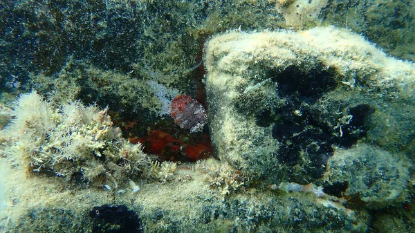 海蛞蝓红褐色的枝条或红褐色的革质背 Platydoris Argo 爱琴海 Halkidiki — 图库照片