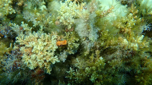 Meeresschnecke Rotbraune Nacktschnecke Oder Rotbraune Ledrige Doris Platydoris Argo Unterwasser — Stockfoto