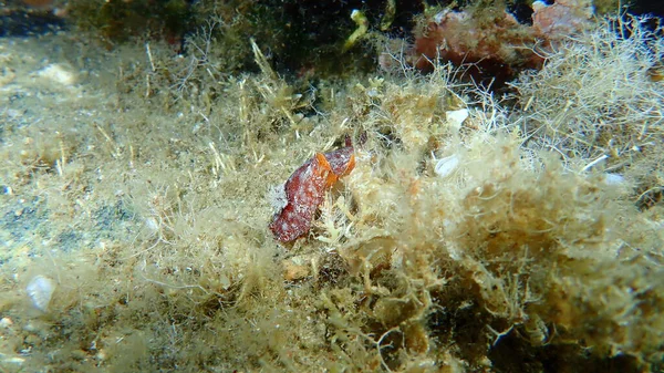 Mořský Slimák Červenohnědý Nudibranch Nebo Červenohnědý Kožovitý Doris Platydoris Argo — Stock fotografie