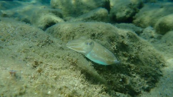 Tioarmad Bläckfisk Sepia Officinalis Havsytan Egeiska Havet Grekland Halkidiki — Stockfoto