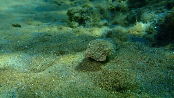 Common Cuttlefish European Common Cuttlefish Sepia Officinalis Undersea Aegean Sea — Stock Photo, Image