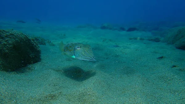 Gewone Inktvis Europese Zeeschildpad Sepia Officinalis Onderzees Egeïsche Zee Griekenland — Stockfoto