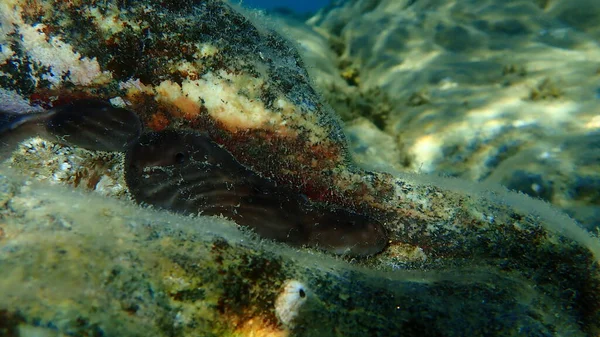 Морська Губка Kidney Sponge Chondrosia Reniformis Під Водою Егейське Море — стокове фото